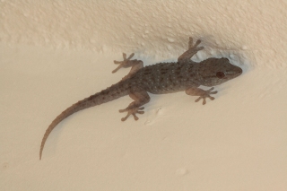 Gecko in apartment, '14.