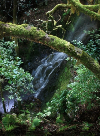 Forest stream, '14.