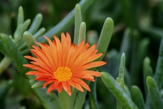 Orange flower[unknown], '14.