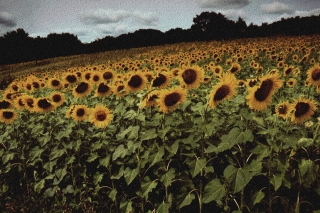 Sunflowers, France, '00