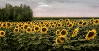 Sunflowers, France, '09.