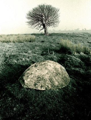 Stone/Tree, [B&W]Toned, Cumbria.