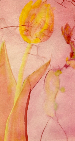 Polaroid Lift[detail], Tulip.