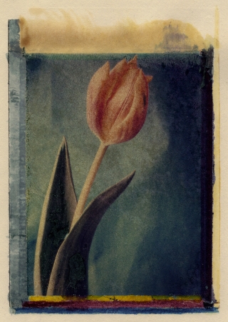 Polaroid Transfer[with painting], Tulip.