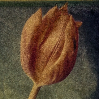 'Tulip', Polaroid Transfer [Detail].