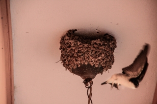 Mystras, Nest on Hotel balcony, '10.