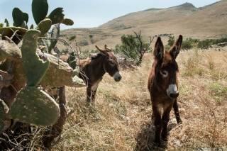 Mani Peninsula, Donkeys, '16.