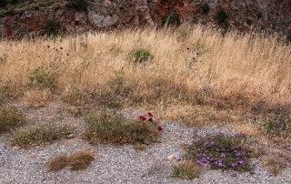 Roadside Plants, '16.