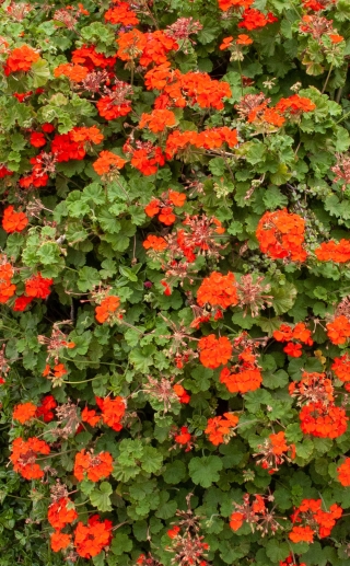 Geraniums, Ligres Beach, Crete, '23.