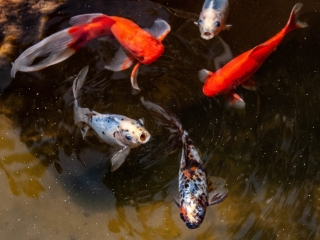 Fish in fountain, outside the Church of the Panayia, Meronas, Crete, '23.