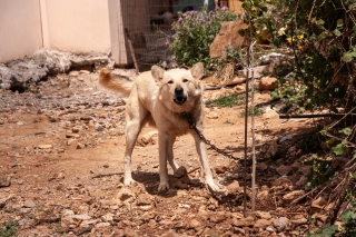 Guard dog, Crete, '23.