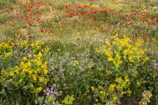 Wildflower meadow outside Moni Arkadi, Crete, '23.