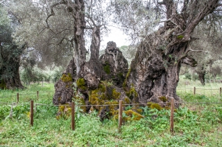 Monumental Olive Tree of Jenna [4000 yrs old], Amari Valley, Crete, '23.