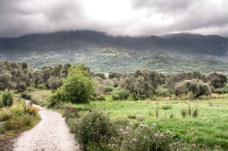 Ancient olive grove, Amari Valley, Crete, '23.