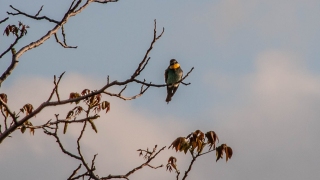 Unknown species, taken from my veranda, Spili, Crete, '23.