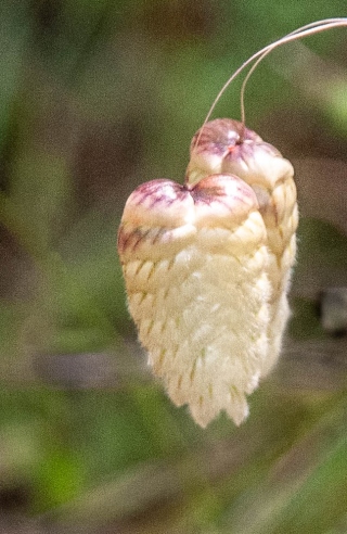 Seed head, Minoan cemetery, Armeni, Crete, '23.