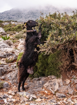 A drive up the Rodopou Peninsula [and back] 1, Crete, '23.