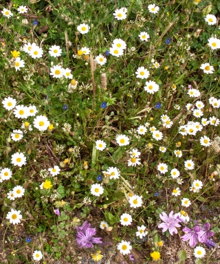 I never tire of wild flowers, Topiola Gorge, Crete, '23.