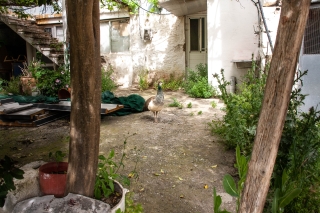 The peacock in the yard, Katsomatadhos, Crete, '23.