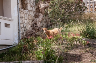 Last day, woke up to a goat, Ravdoucha, Crete, '23.