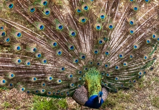 Peacocks' fan tail, botanical gardens, Fournes, Crete, '23.