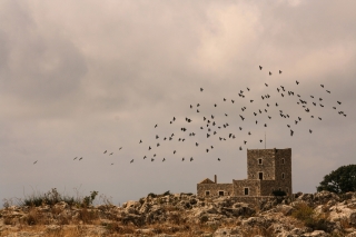 Areopoli, Tower House and Crows, '10.