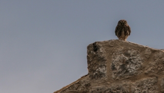 Kardamyli, Owl, '10.