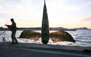 Nafplio, Flying Fish, Peloponnese, '10.