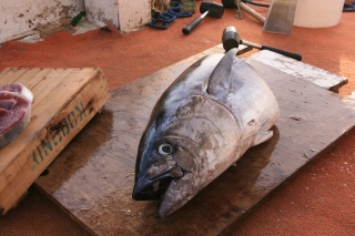 Nafplio, Tuna,  Peloponnese, '10.