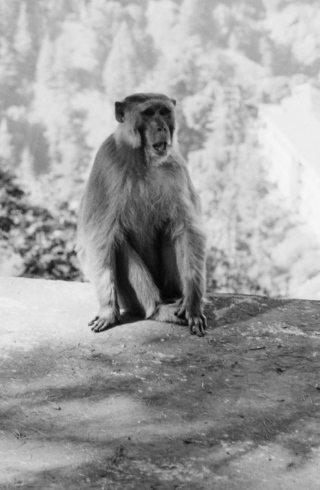 Shimla, Macaques, Himachal Pradesh, '01.