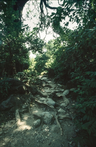 Path by the Ganges, Swagashram, '01.