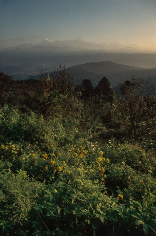 The Himalaya's at Dawn, Kausani, '01.