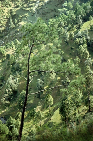 Kausani,  Uttarakhand, '01.