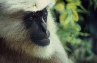 Langur monkey, Rishikesh, '01.