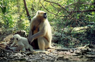 Langur monkeys, Rishikesh, '01.