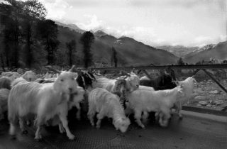 Sheep/RiverBeas, Himachal Pradesh, '01.