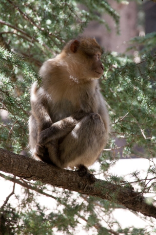 Barbary Macaques, Mid Atlas, '17.