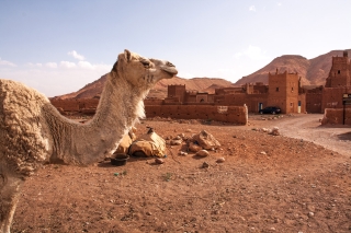 Camel, Tamdakhte, '17.
