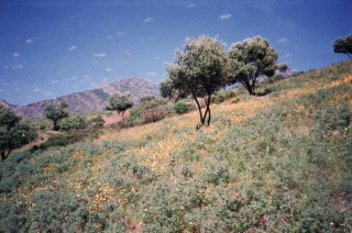 Chefchaouen, Rif Mountains, '89.