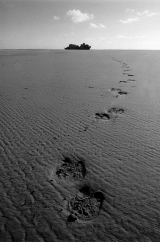 Camel tracks, Essaouira, '00.