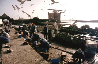 Gutting the catch, Essaouira, '05.