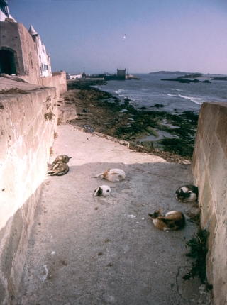 Cats, Essaouira, '00.