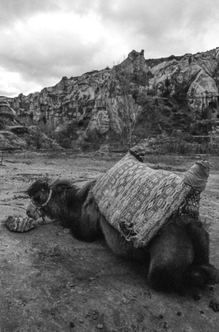 Cappadocia, Camel, '01.