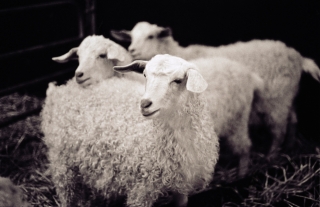 Sheep[toned],City Farm,London.