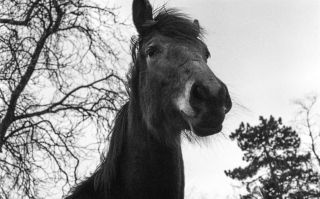 'Dark' Horse,Herts.