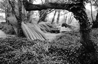 Reeds under Trees,Abbotsbury,Dorset.