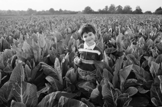 Rob in Cabbage Field,Kent.