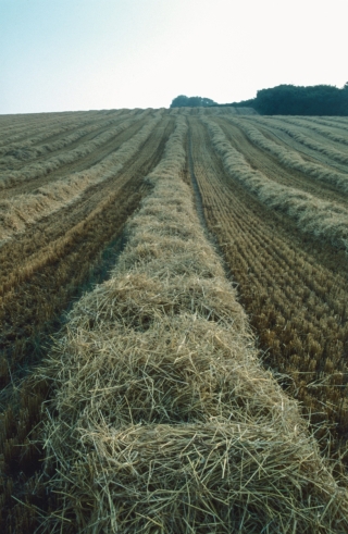Harvested Field,Dorset.