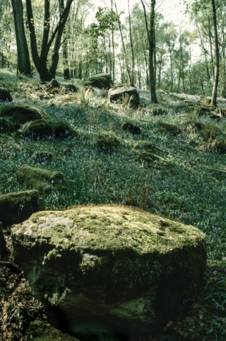 Mossy Tree Stump,Cumbria.