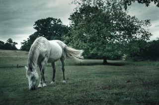 White Horse,Herts.